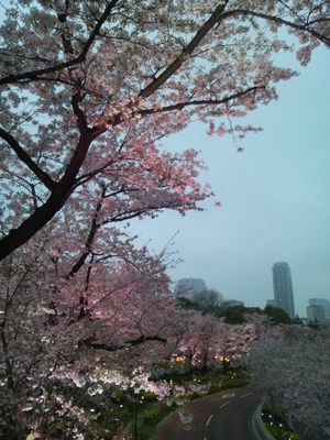 20130331 ﾐｯﾄﾞﾀｳﾝ桜.JPG