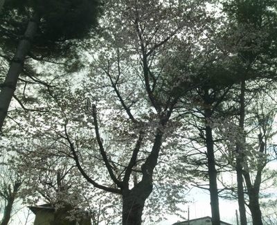 20130517 帯広の桜.JPG