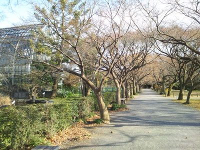 20140126 小石川植物園3.JPG