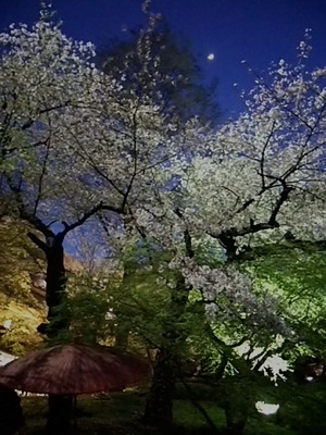 20140405 八芳園の夜桜2.JPG