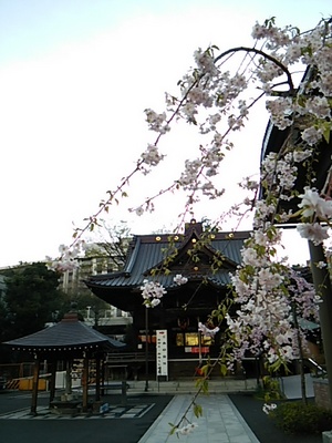 20140406 白金台覚林寺の桜1.JPG