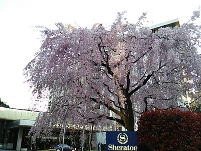 20140406 ｼｪﾗﾄﾝ都ホテルの桜.JPG