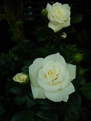 20140503 花めぐり3白バラ.JPG