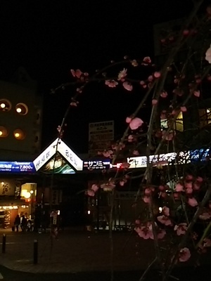 20150220 夜の梅＠熱海.JPG
