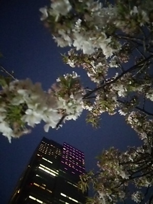 20160409 夜桜＠檜町公園.JPG