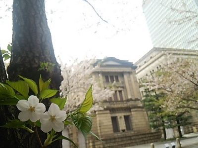 20160409 桜＠日本銀行.JPG