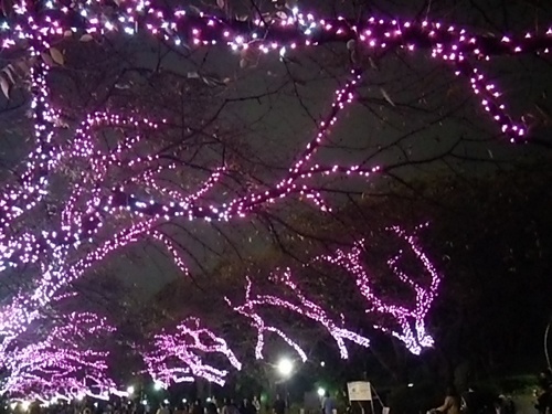 20161022 上野冬桜.JPG