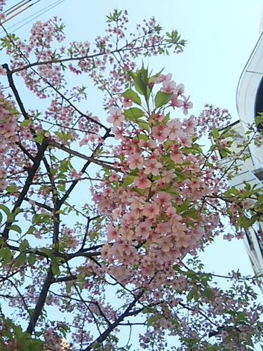 20170226 早咲き桜＠麻布十番.jpg