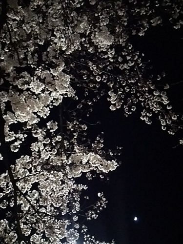 20170402 桜三分咲き＠白金台2.JPG