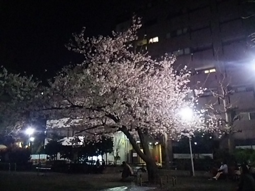 20170407 夜桜＠麻布十番1.JPG