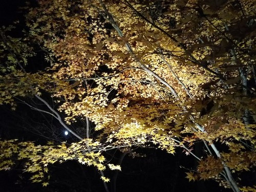 20171202 金沢城公園ライトアップ3.jpg
