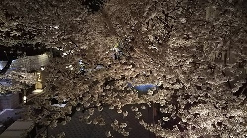 20180327 スペイン坂の夜桜2.jpg