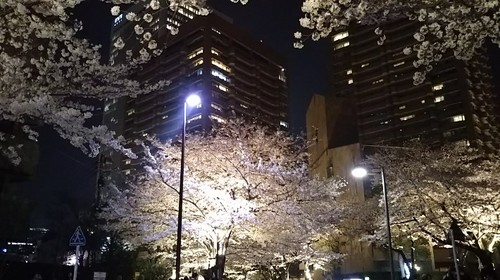 20180327 泉通りの夜桜1.jpg