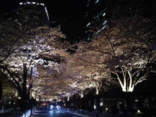 20180327 泉通りの夜桜2.jpg