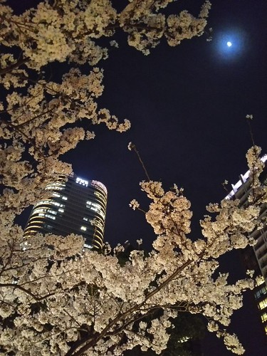 20180327 泉通りの夜桜3.jpg