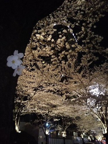 20180327 泉通りの夜桜4.jpg