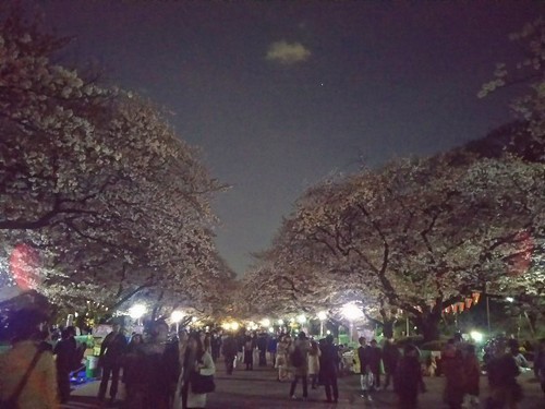 20180330 上野公園の夜桜1.jpg