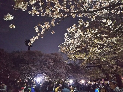 20180330 上野公園の夜桜2.jpg