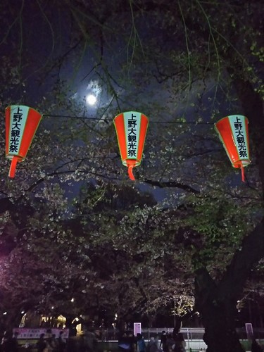 20180330 上野公園の夜桜3.jpg