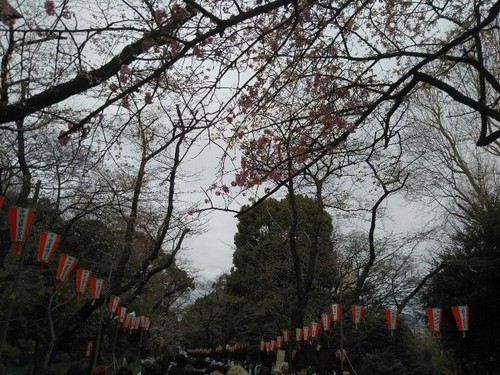 20190323 桜＠上野公園1.jpg