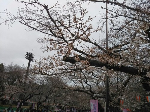 20190323 桜＠上野公園2.jpg