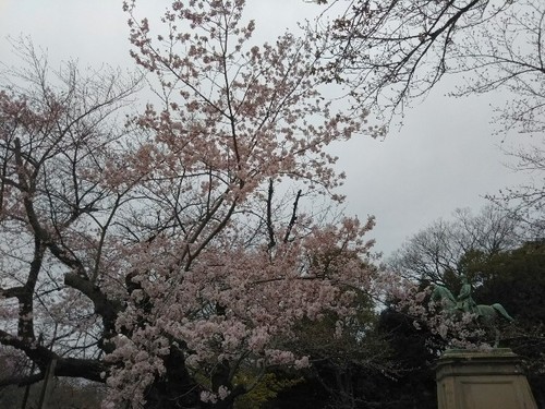 20190323 桜＠上野公園3.jpg