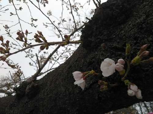 20190323 桜＠上野公園4.jpg