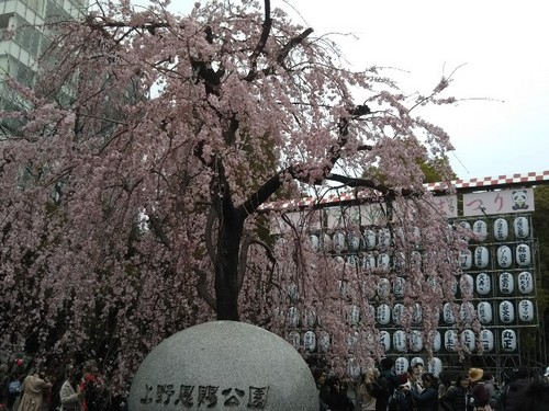 20190323 桜＠上野公園5.jpg