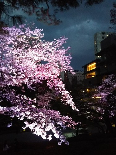 20190331 桜ライトアップ＠八芳園2.jpg