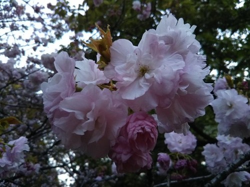 20190413 北の丸公園の桜2ヤエベニトラノオ.jpg