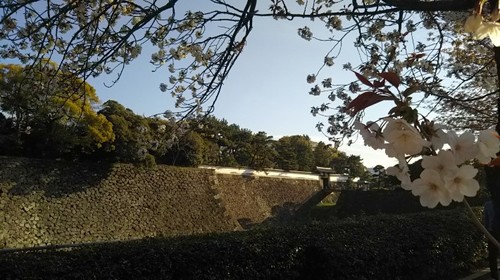 20190413 皇居東御苑の桜.jpg